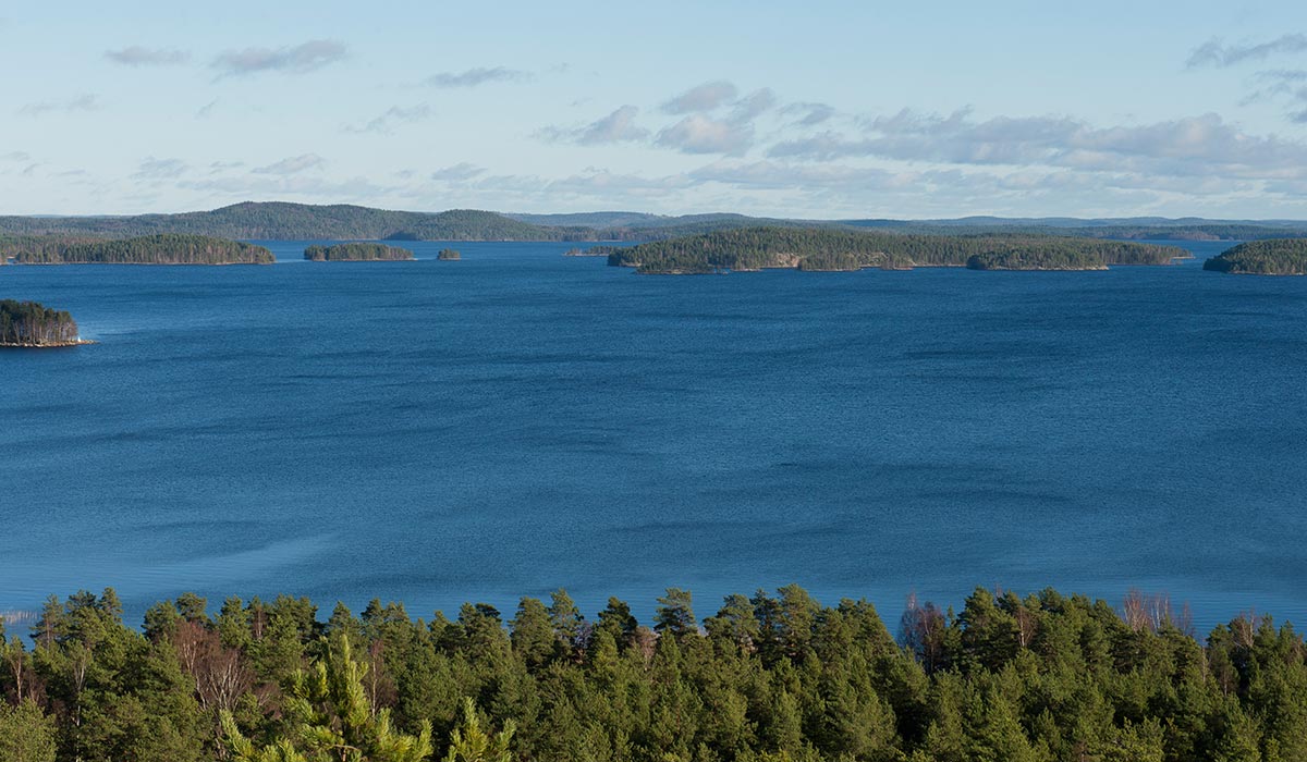 Finnish forest