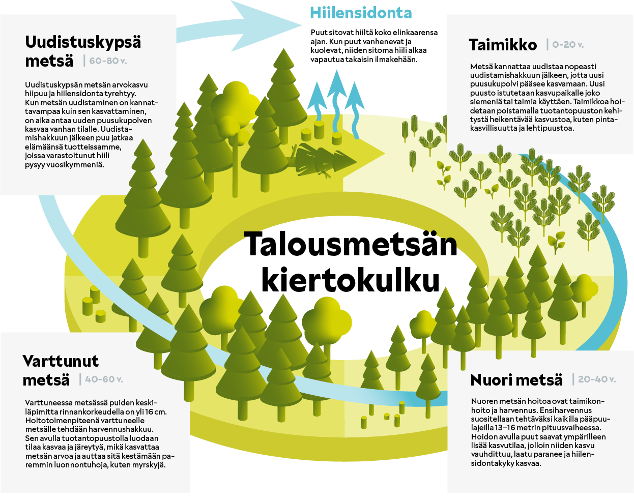 Talousmetsän kiertokulku